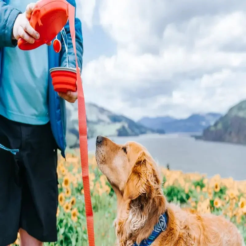 4 and 1 Adjustable Dog Leash